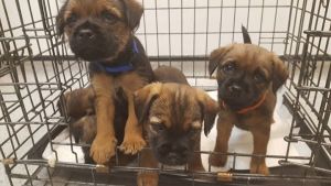Beautiful Kc Reg Border Terrier Pups