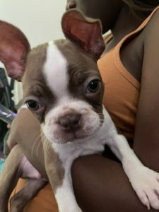 Beautiful Boston Terrier