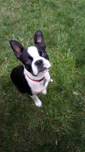 Male Boston Terrier AKC Registered