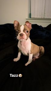Boston Terrier For Sale