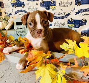 Boston terrier puppies