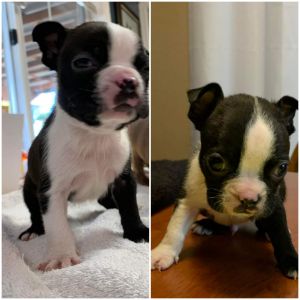 CKC Boston Terriers For Sale