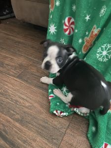 Boston Terrier boy JJ