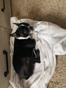 3 Yr Old Dog for Sale