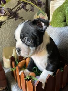 Boston Terrier