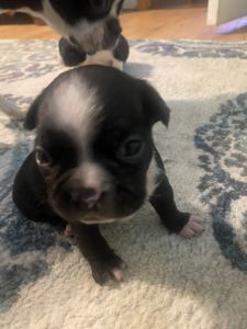 Boston terrier puppies