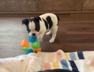 AKC Blue Boston Terrier Puppies