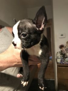 Beautiful Boston terriers