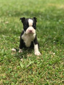 Boston puppy’s