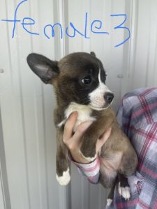 Pomeranian/Boston terrier