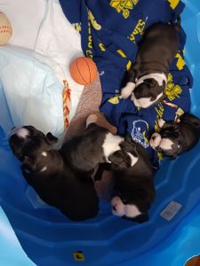 Adorable puppies for sale