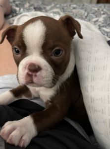 Beautiful Boston Terrier puppies