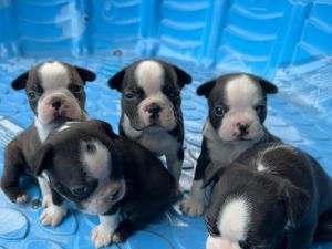 AKC Boston terrier Puppies