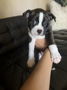 Frenchton Puppies For Sale