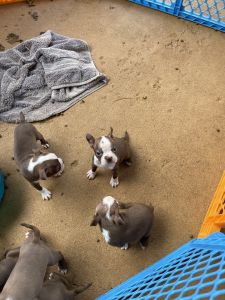 Boston Terrier puppies
