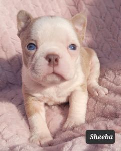 Beautiful Champagne Boston Terrier Puppy
