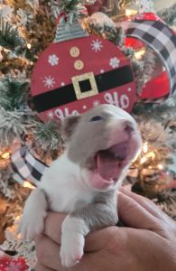 We still have two cute males available. DM me for more information.