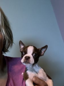 Boston Terrier puppy needs a home! Born on September 1, 2022