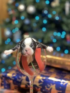 Ckc Boston terrier puppies