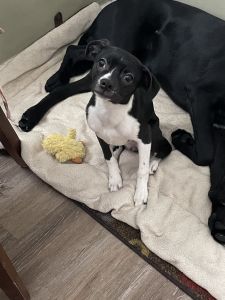 Adorable Boston Terrier mix for adoption