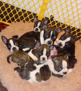 Boston terrier pug mix puppies