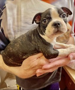 Boston puppies looking for loving home