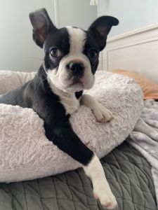 Boston terrier male 14 weeks