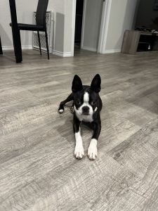 Pure Bred Boston Terrier Puppy