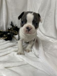 Cute Boston Terrier!