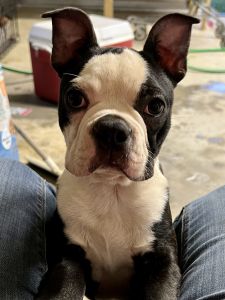 Boston terrier puppies