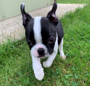 Boston Terrier Puppies