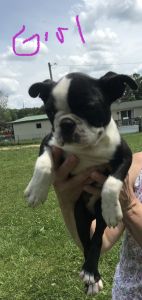 Boston Terrier