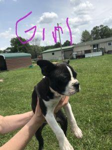 Boston Terrier puppies 11 weeks 800 ***