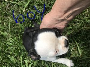 Boston Terrier puppies 11 weeks 8 hundred ***