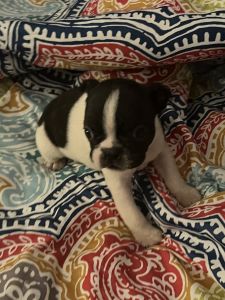 boston terrier