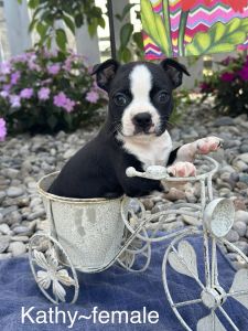 Boston terriers