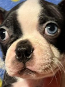 Adorable Boston Terrier Puppies Born On 8/11