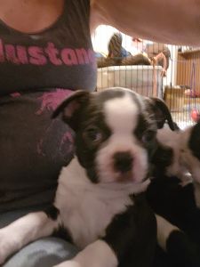 CKC Boston Terrier Puppies
