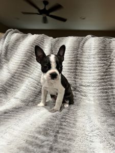 Boston Terrier Puppy