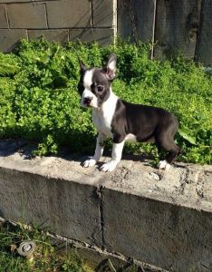 Black & White Boston Terrier Puppies