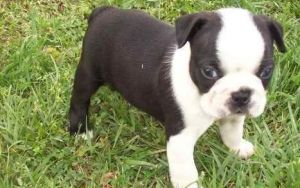 Boston Terrier puppy for sale