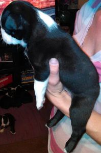 boston terrier puppy