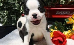 Pure Breed Boston Terrier Puppies Available!!