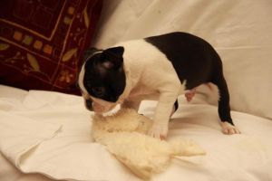 Lovely Bosten Terrier Puppies