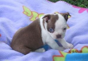 boston terrier pup