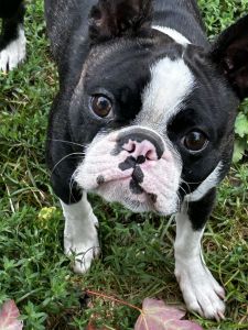 Looking for a fur baby to love??