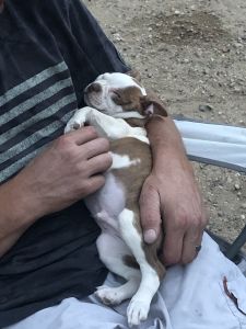 NAPR Boston Terrier Puppies