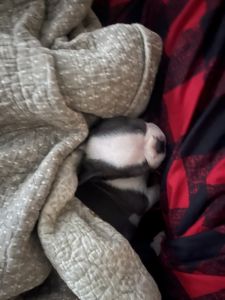 Boston terrier puppy