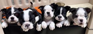 Boston Terrier Puppies