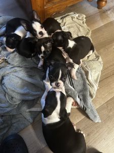 Boston terrier puppies